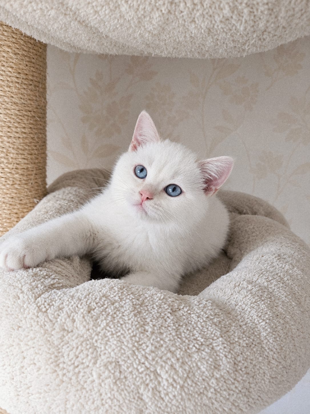 Kitten Image: Kash